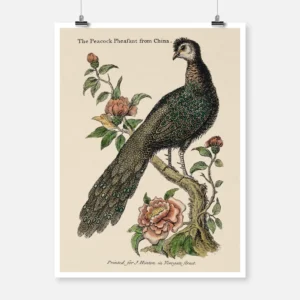 A Chinese Peacock Sitting on a Flowery Shrub Poster