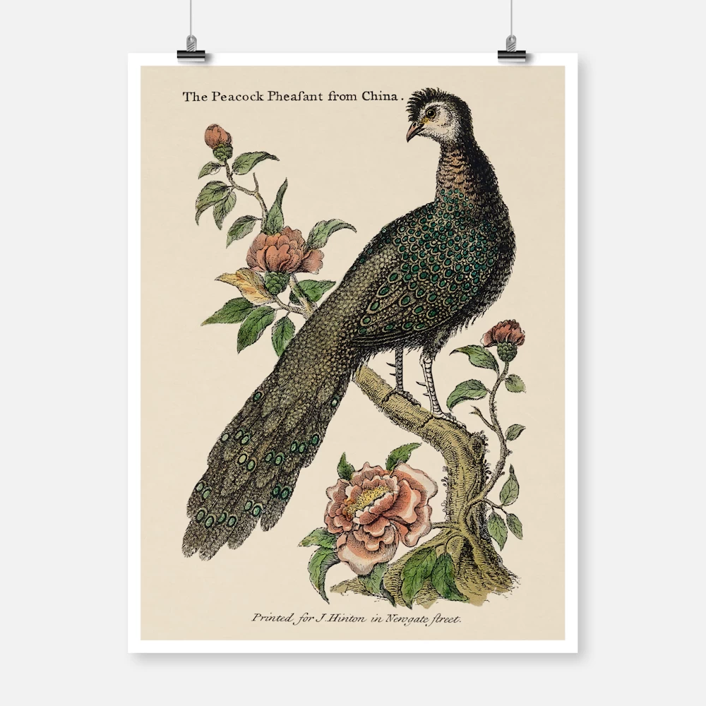 A Chinese Peacock Sitting on a Flowery Shrub Poster