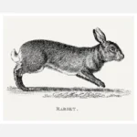 A Rabbit Etching Poster