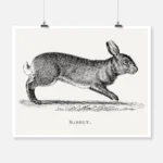 A Rabbit Etching Poster