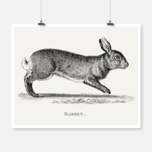 A Rabbit Etching Poster