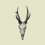 A Stag's Skull
