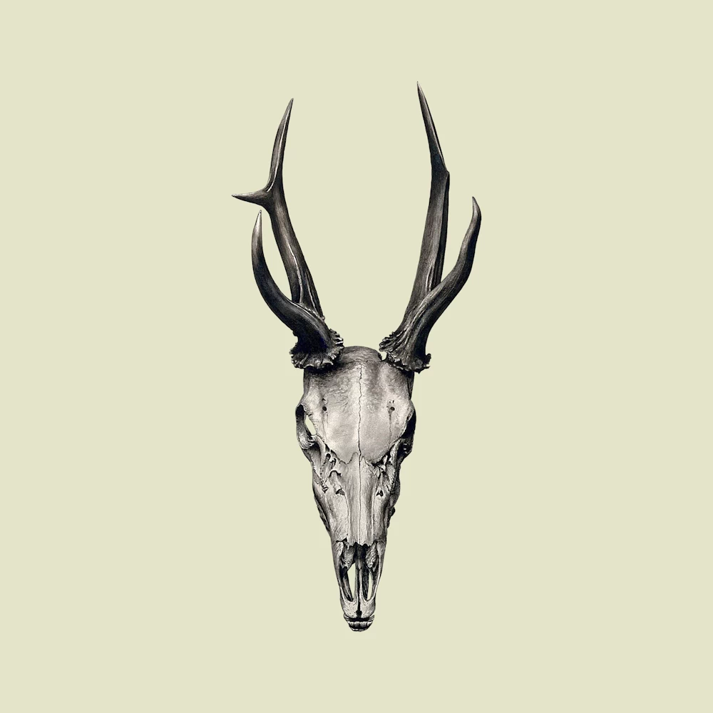 A Stag's Skull