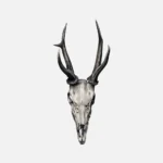 A Stag's Skull