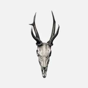 A Stag's Skull