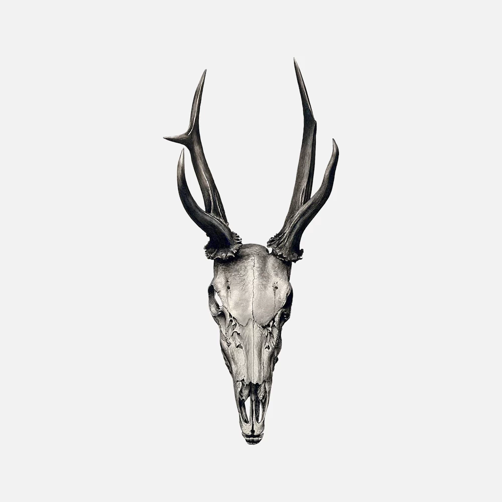 A Stag's Skull