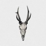 A Stag's Skull