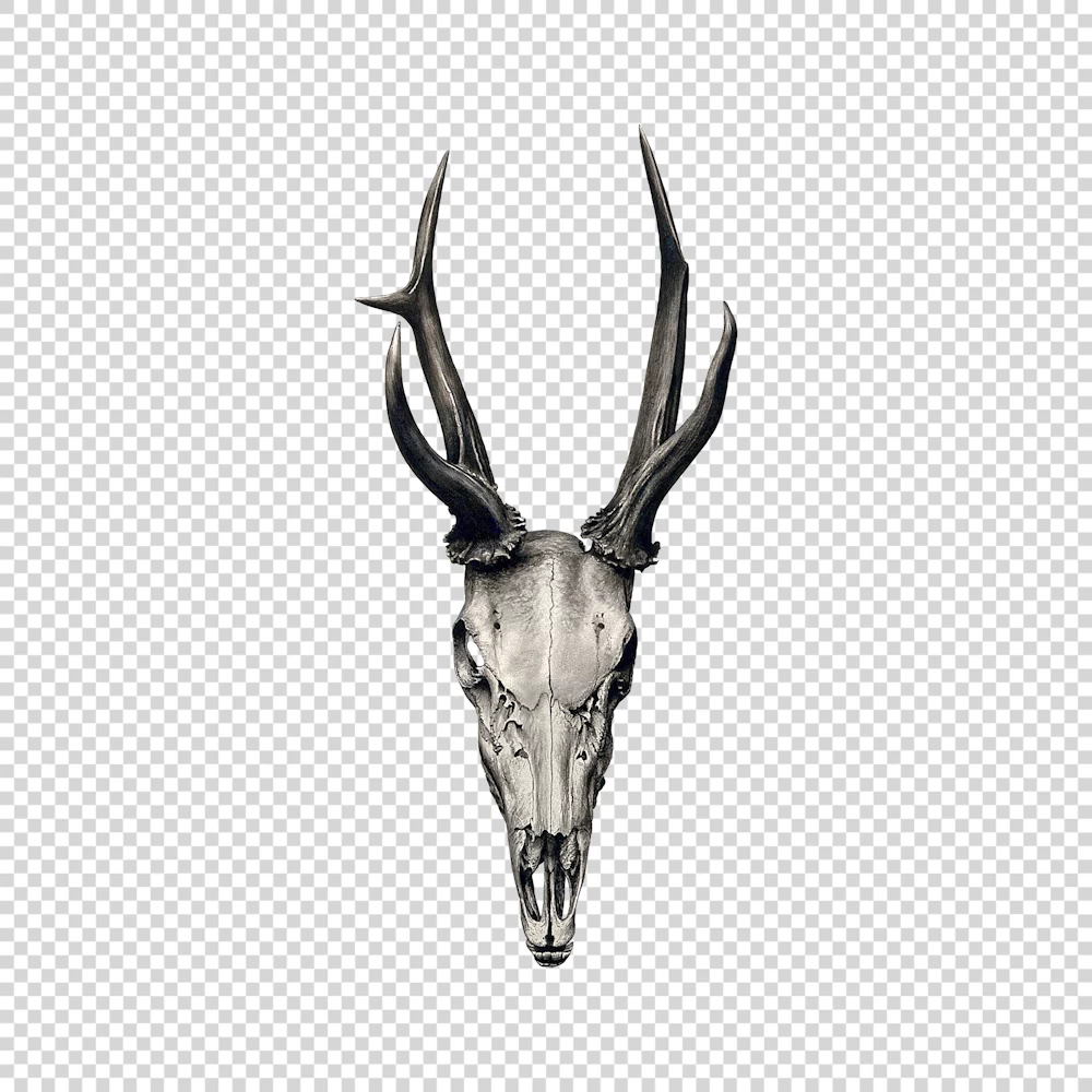 A Stag's Skull