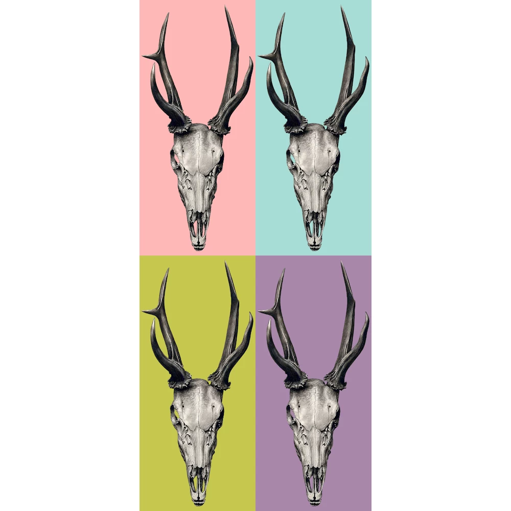 A Stag's Skull