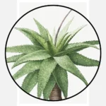 Aloe Picta Poster