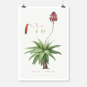 Aloe Picta Poster