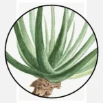 Aloe Socotrina Poster