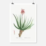 Aloe Socotrina Poster