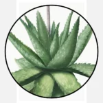 Aloe Umbellata Poster