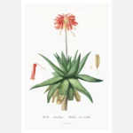 Aloe Umbellata Poster