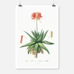 Aloe Umbellata Poster