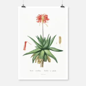 Aloe Umbellata Poster