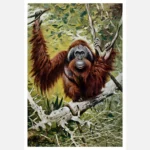 An Orangutan Sitting on a Branch Poster