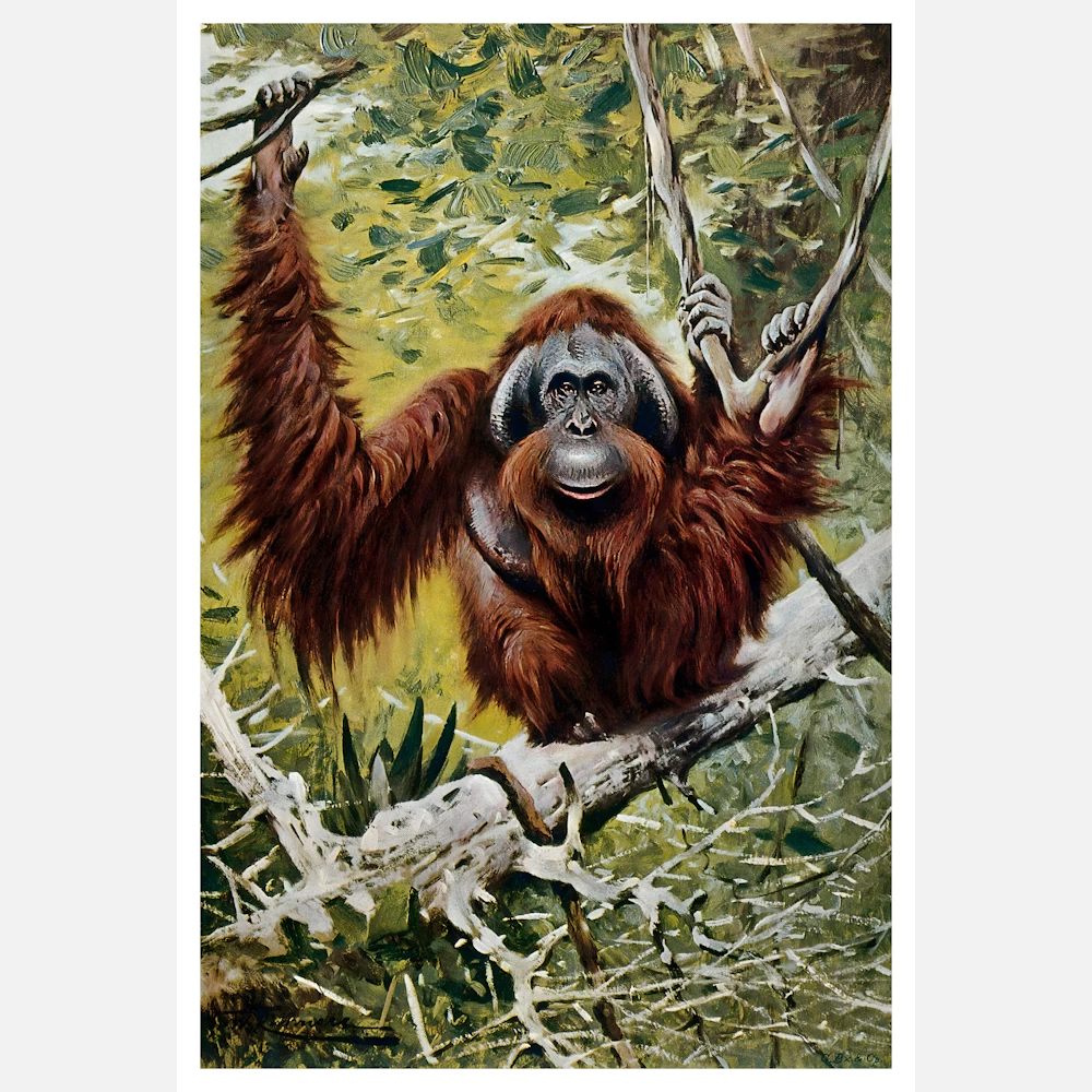 An Orangutan Sitting on a Branch Poster