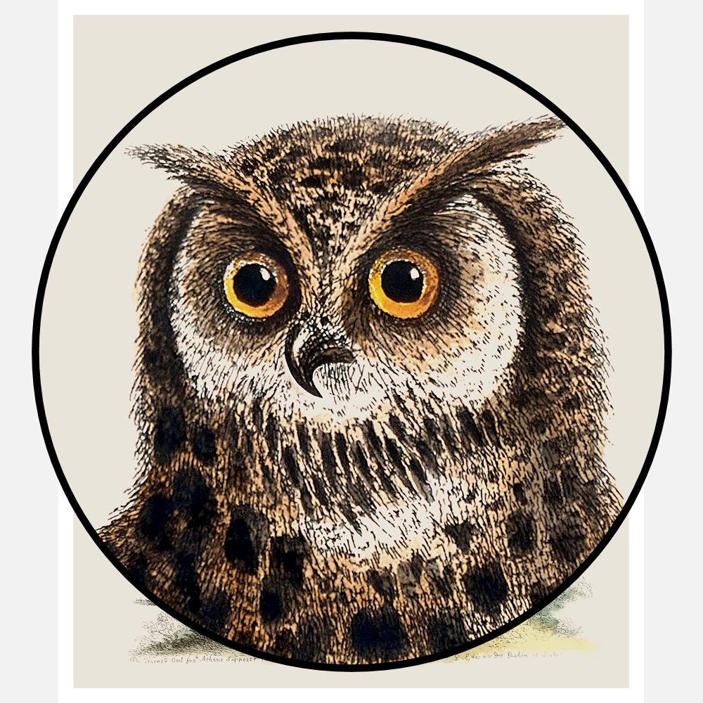 An Owl Sitting on the Stump of a Tree Poster