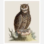 An Owl Sitting on the Stump of a Tree Poster