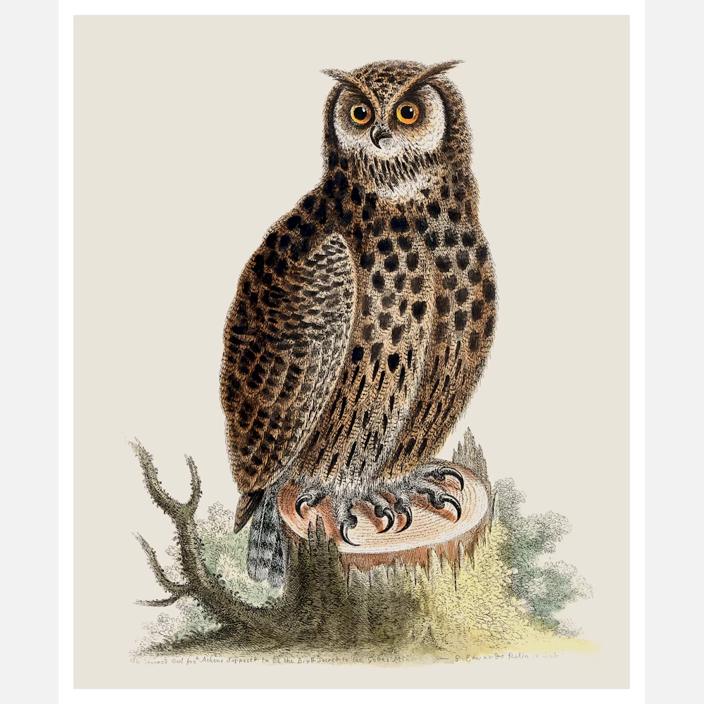 An Owl Sitting on the Stump of a Tree Poster