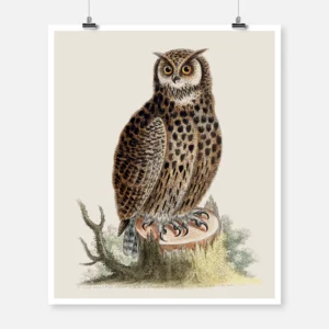An Owl Sitting on the Stump of a Tree Poster