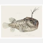 Antique Prickly Anglerfish Poster