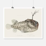 Antique Prickly Anglerfish Poster