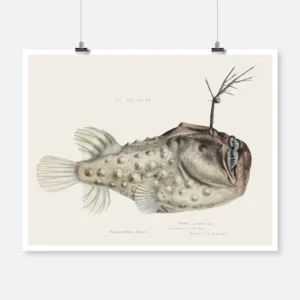 Antique Prickly Anglerfish Poster