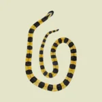 Banded Krait