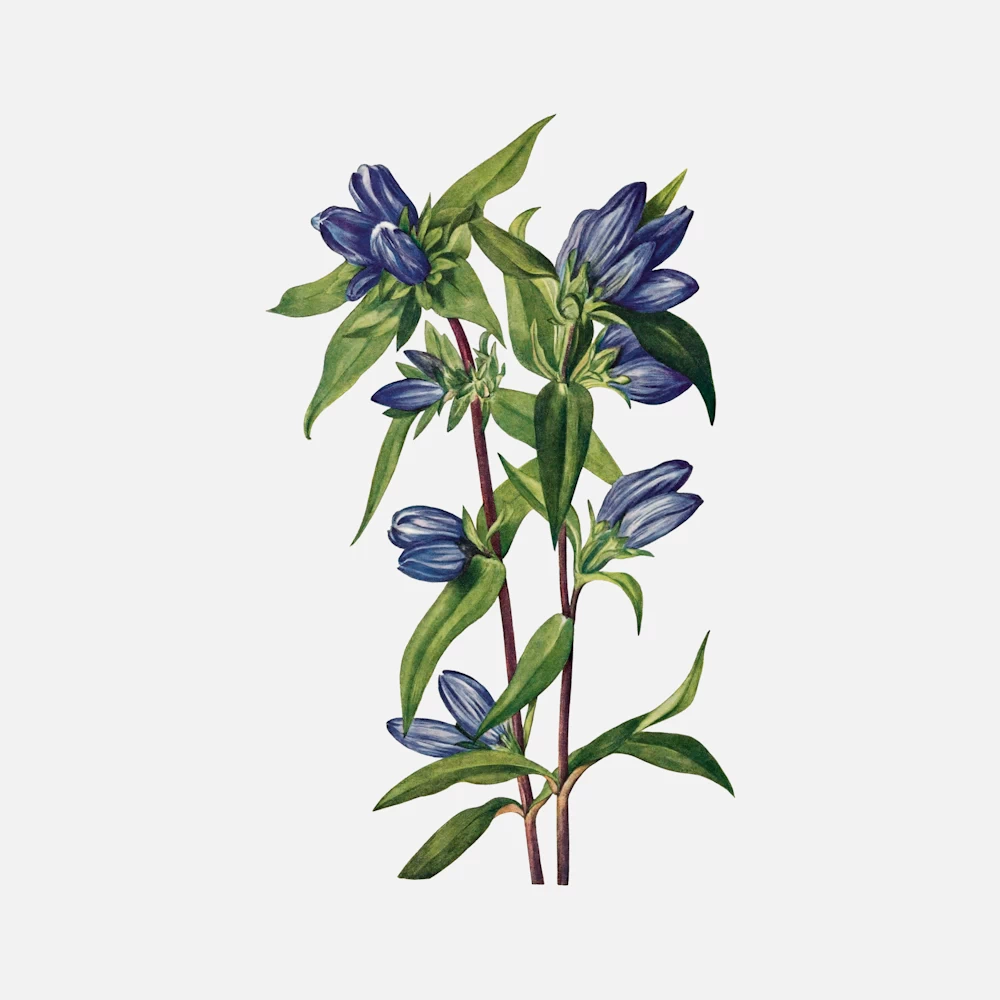 Bottle Gentian Flower