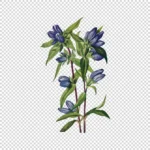 Bottle Gentian Flower