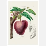 Custard Apple Poster