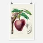 Custard Apple Poster