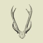 Deer Skull Drawing Vector