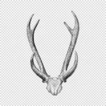 Deer Skull Drawing Vector