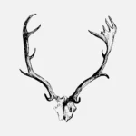 Deer Skull with Horns Antlers Vector