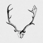 Deer Skull with Horns Antlers Vector