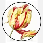 Didier's Tulip Poster