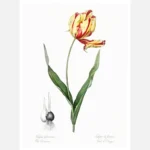 Didier's Tulip Poster