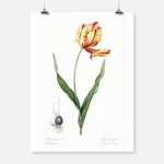 Didier's Tulip Poster