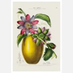 Giant Granadilla Passiflora Poster