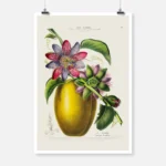 Giant Granadilla Passiflora Poster