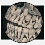 Jaw and Part of Skull of an Animal Poster