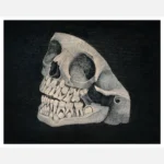 Jaw and Part of Skull of an Animal Poster