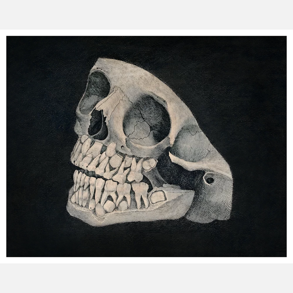 Jaw and Part of Skull of an Animal Poster