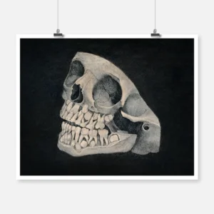 Jaw and Part of Skull of an Animal Poster