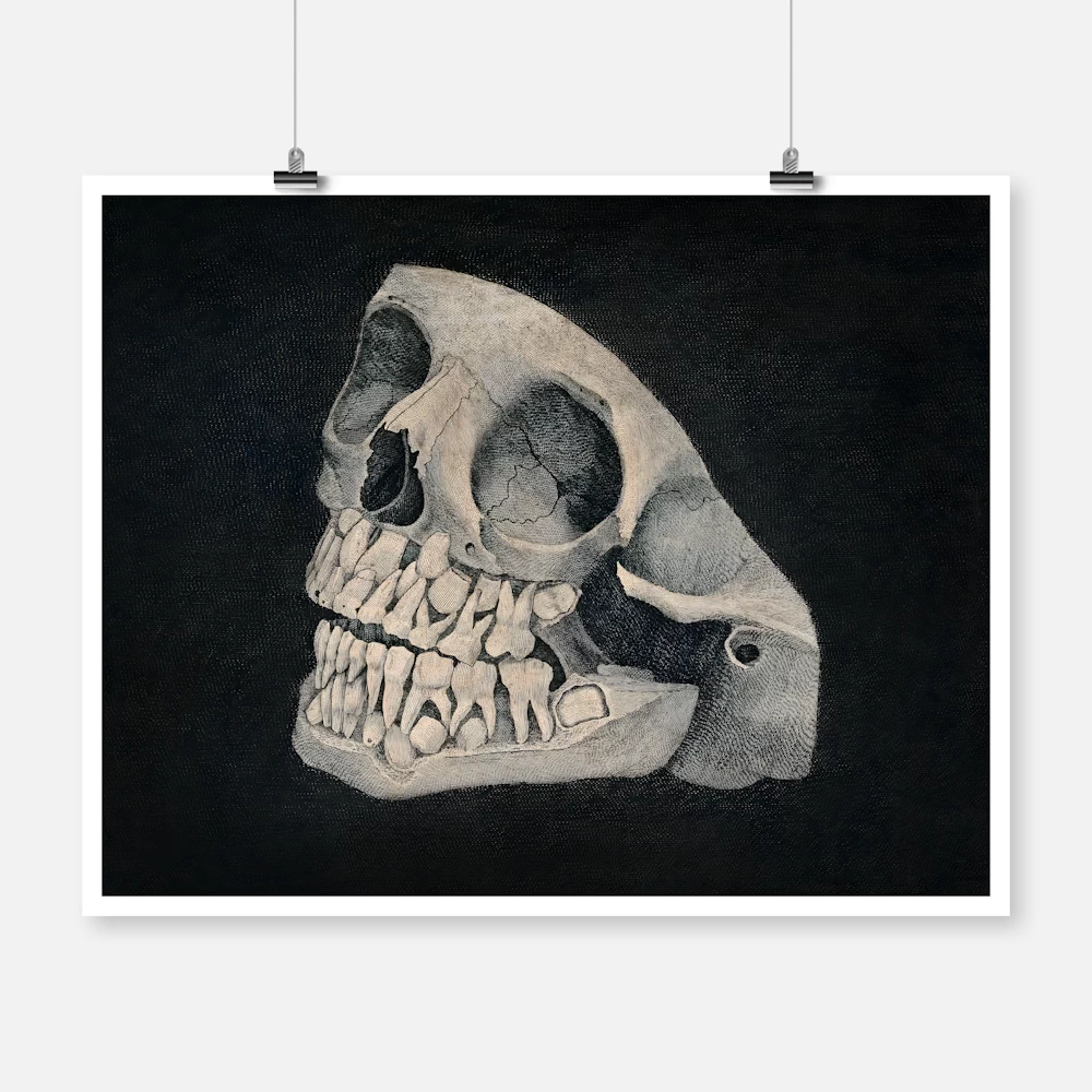 Jaw and Part of Skull of an Animal Poster