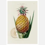 Pineapple Plant Poster